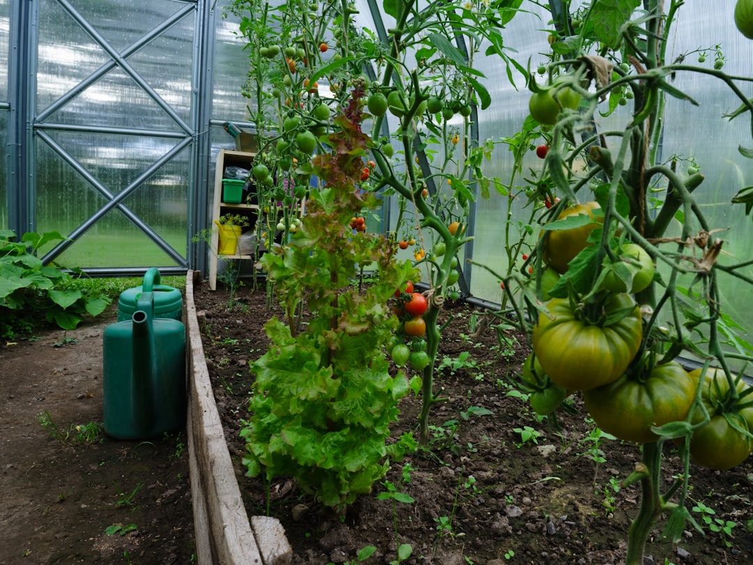 Lovely hobby growing food in the greenhouse means bit of work during the warm season.